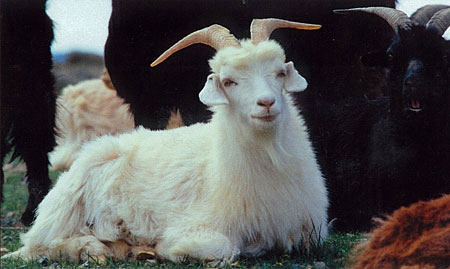 COLOMBOiR{j